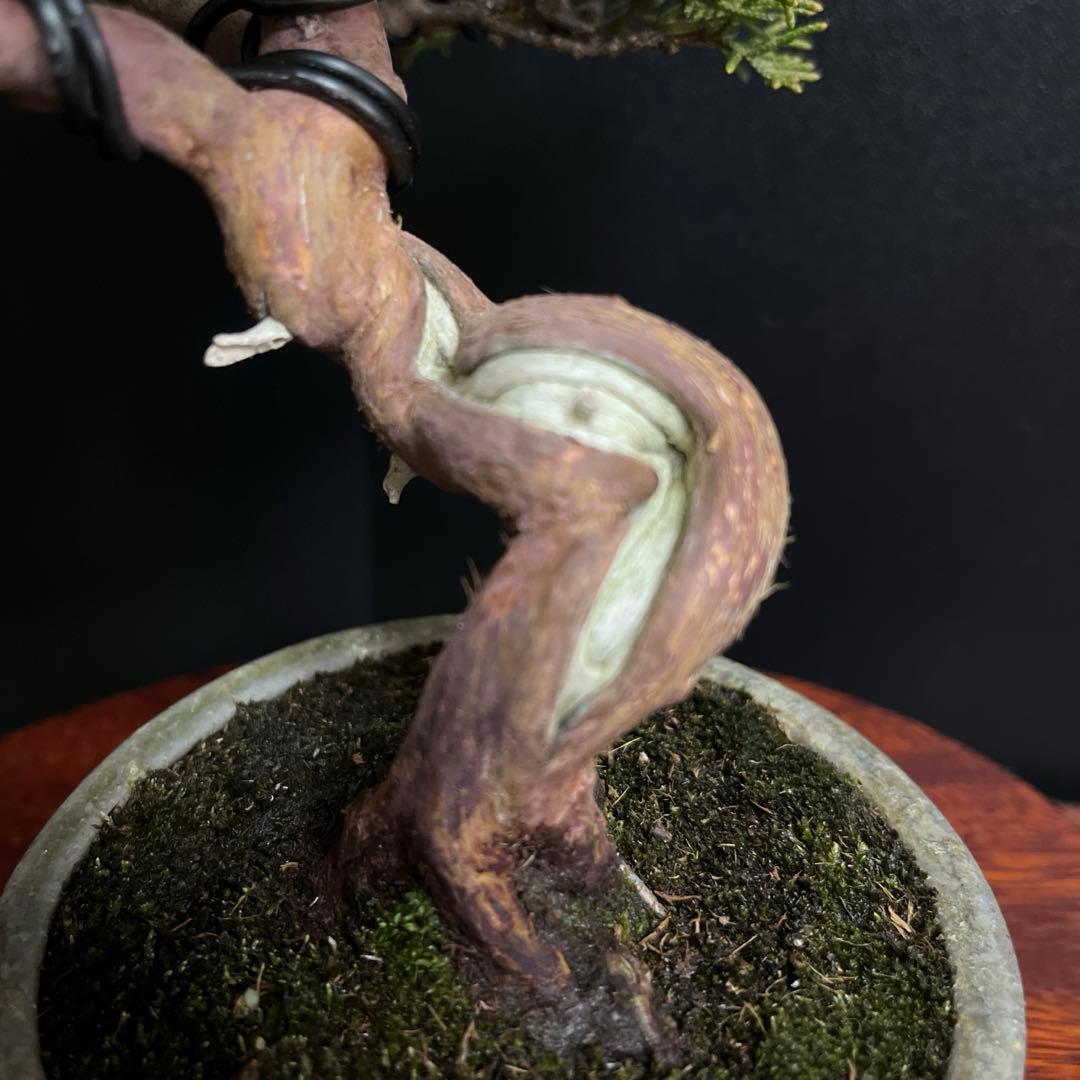 真柏盆栽　糸魚川真柏　古木　捻転幹　小品盆栽　ミニ盆栽　樹高15.5cm