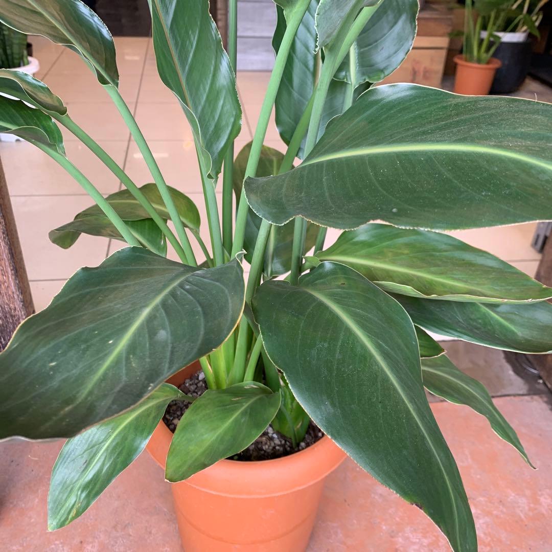 ストレリチア レギネ 8号