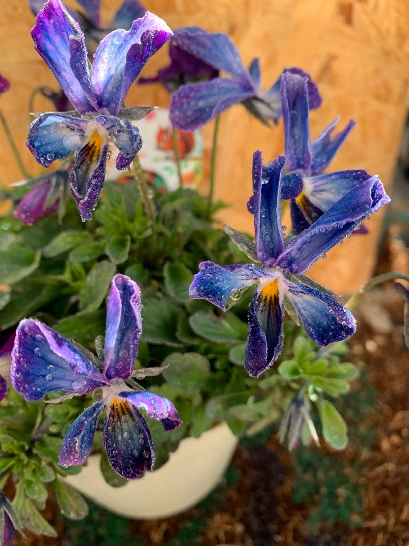 ⚠️専用ページ⚠️ パルプンテ　極美苗