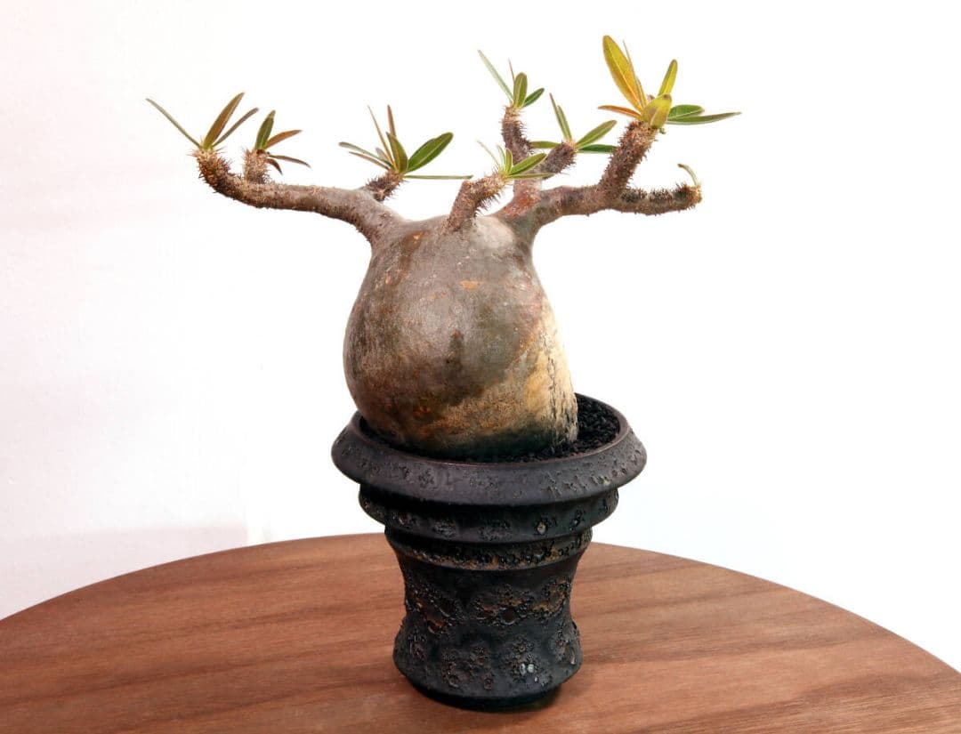 良型★カクタスグリーン産★CACTUS GREEN産★パキポディウム グラキリス