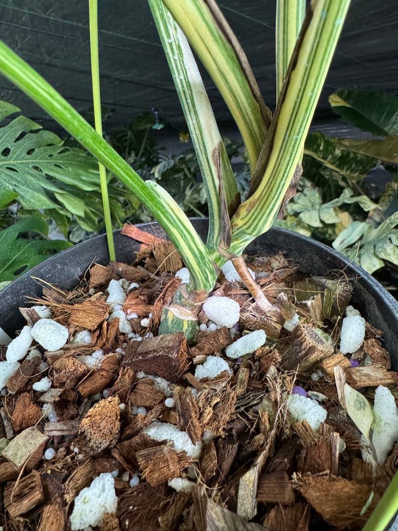 真・ホワイトスノー（白雪）モンステラ タイコンステレーション