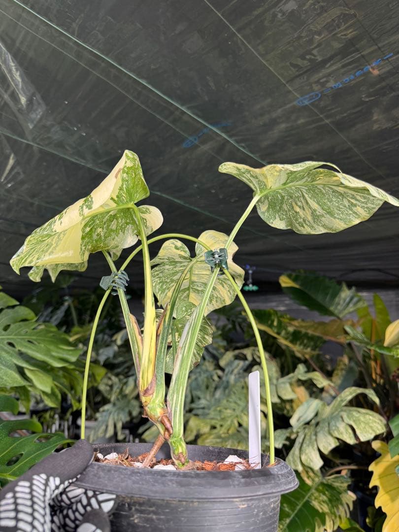 真・ホワイトスノー（白雪）モンステラ タイコンステレーション