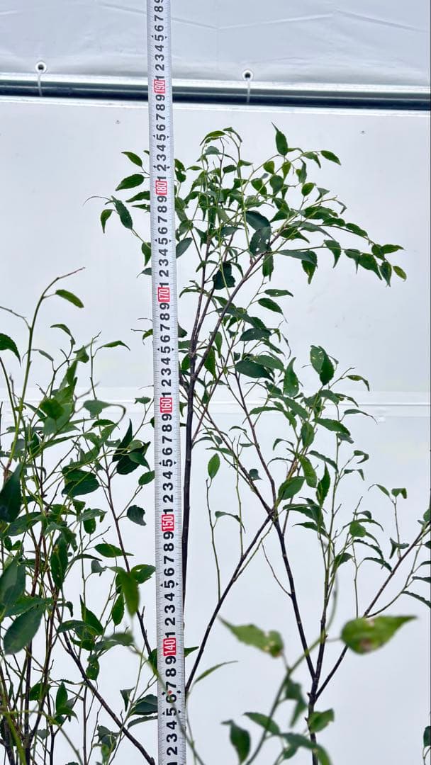 ricca 樹形が魅力的 山採り ハイノキ 株立 717 樹高1.8m位