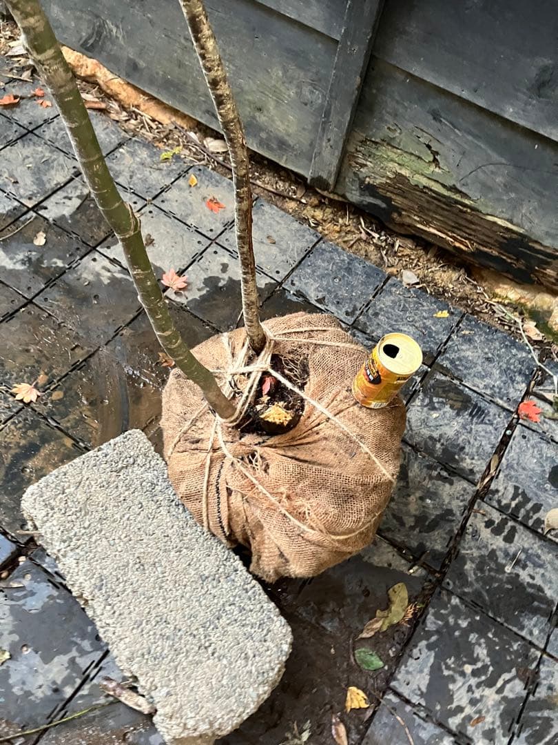 山採り　コハウチワカエデ コナラ　混合株