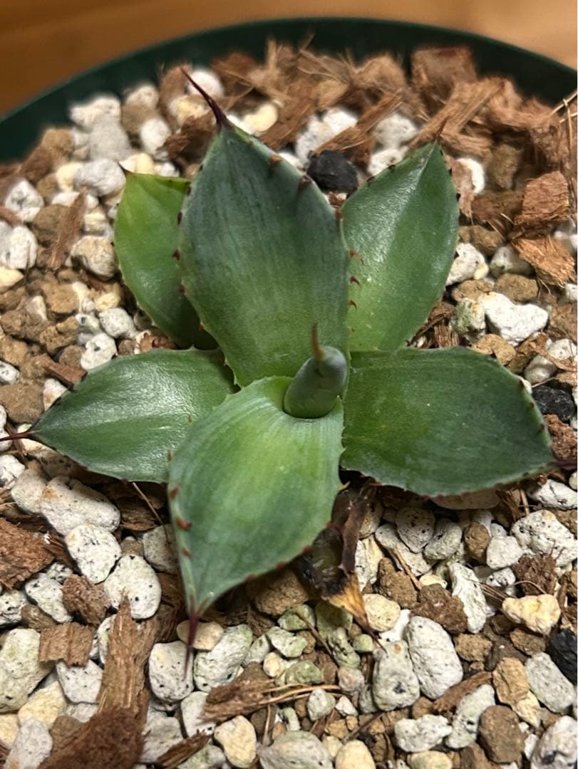 アガベ　パリー　トランカータ　mutant霜降り縞斑　コンパクトタイプ　カキコ