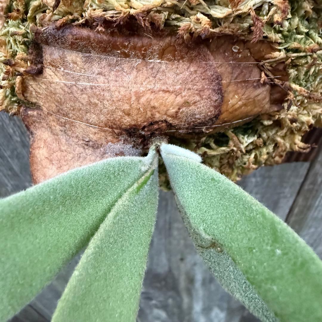 ビカクシダ P. willinckii Dwingeloo (pup)