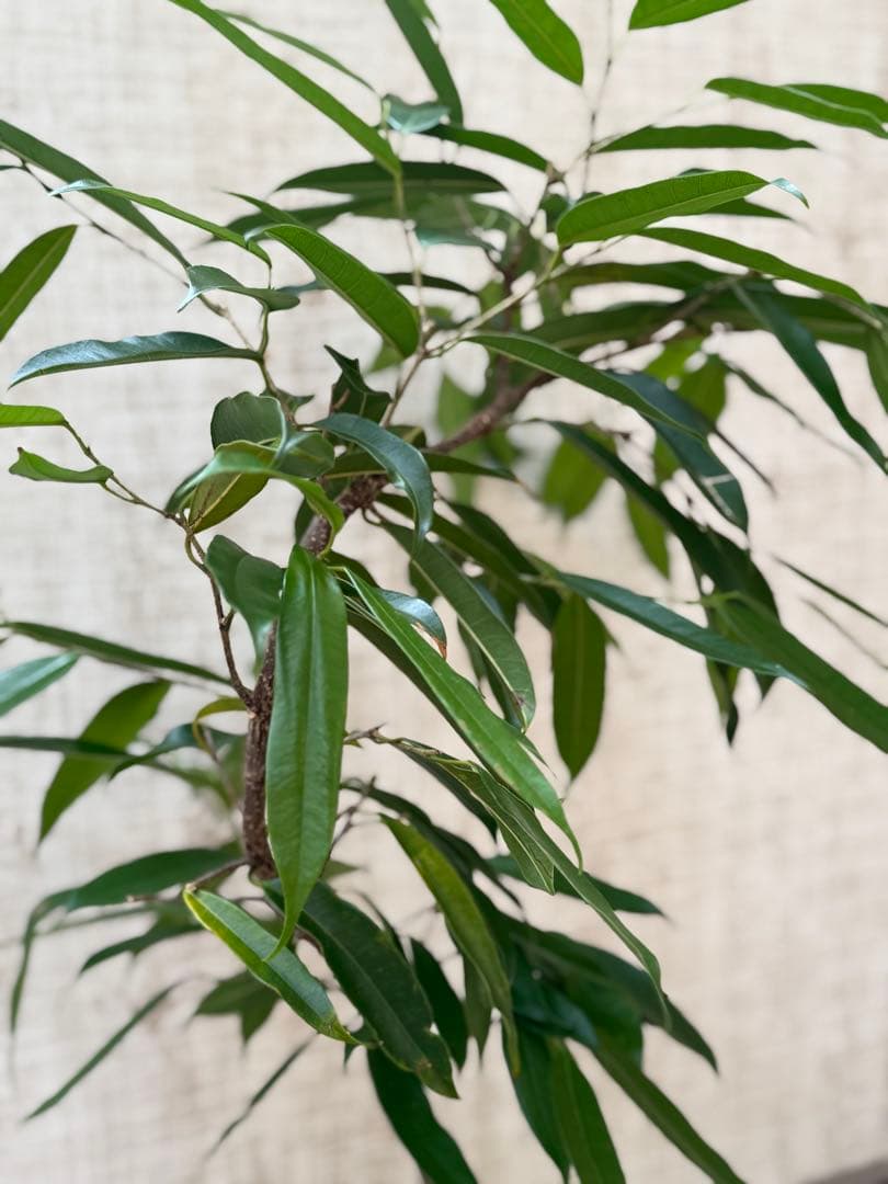 ☆フィカス アムステルダムキング♪ 曲がり仕立て 112cm♪