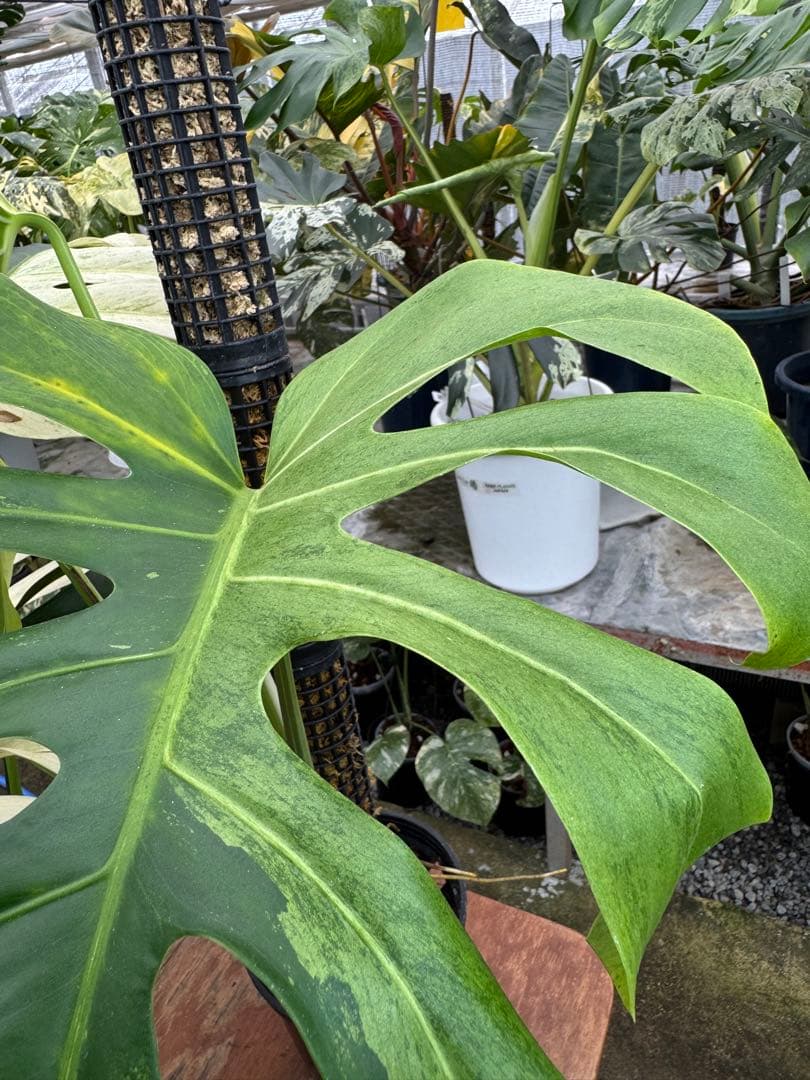 1モンステラ　ボルギシアナ　x デリシオーサ　ミント　親株　美斑入り　送料込み