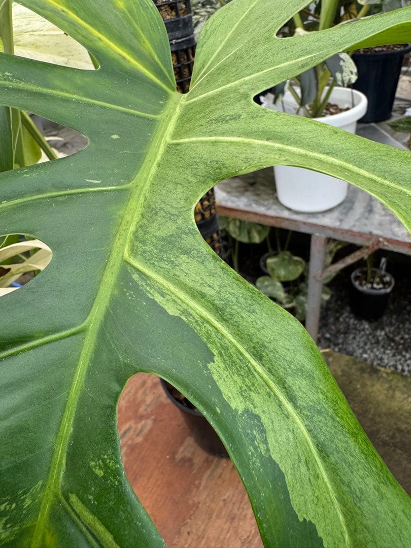 1モンステラ　ボルギシアナ　x デリシオーサ　ミント　親株　美斑入り　送料込み