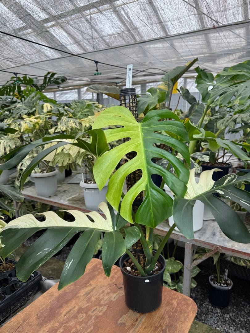 1モンステラ　ボルギシアナ　x デリシオーサ　ミント　親株　美斑入り　送料込み