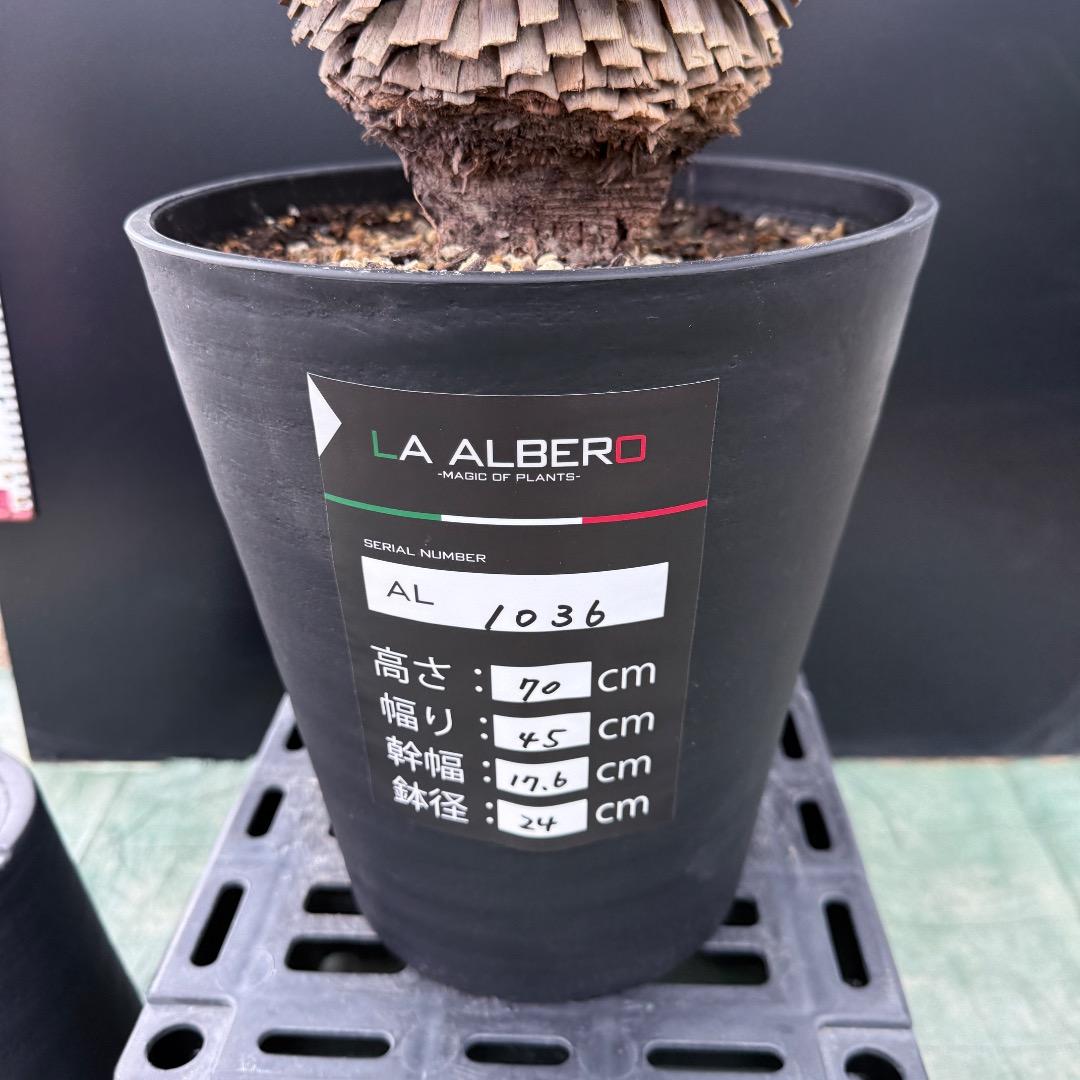 【AL1036】ユッカ　ロストラータ　超美形　シルバーブルー個体