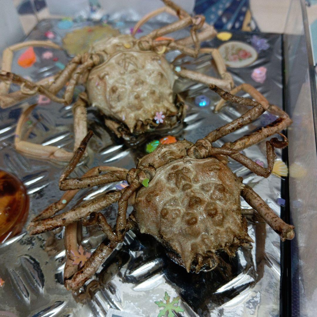 稀少レア平家蟹科凹凸立体リアル鬼面蟹横幅２２X１６X３、５センチ標本コレクション