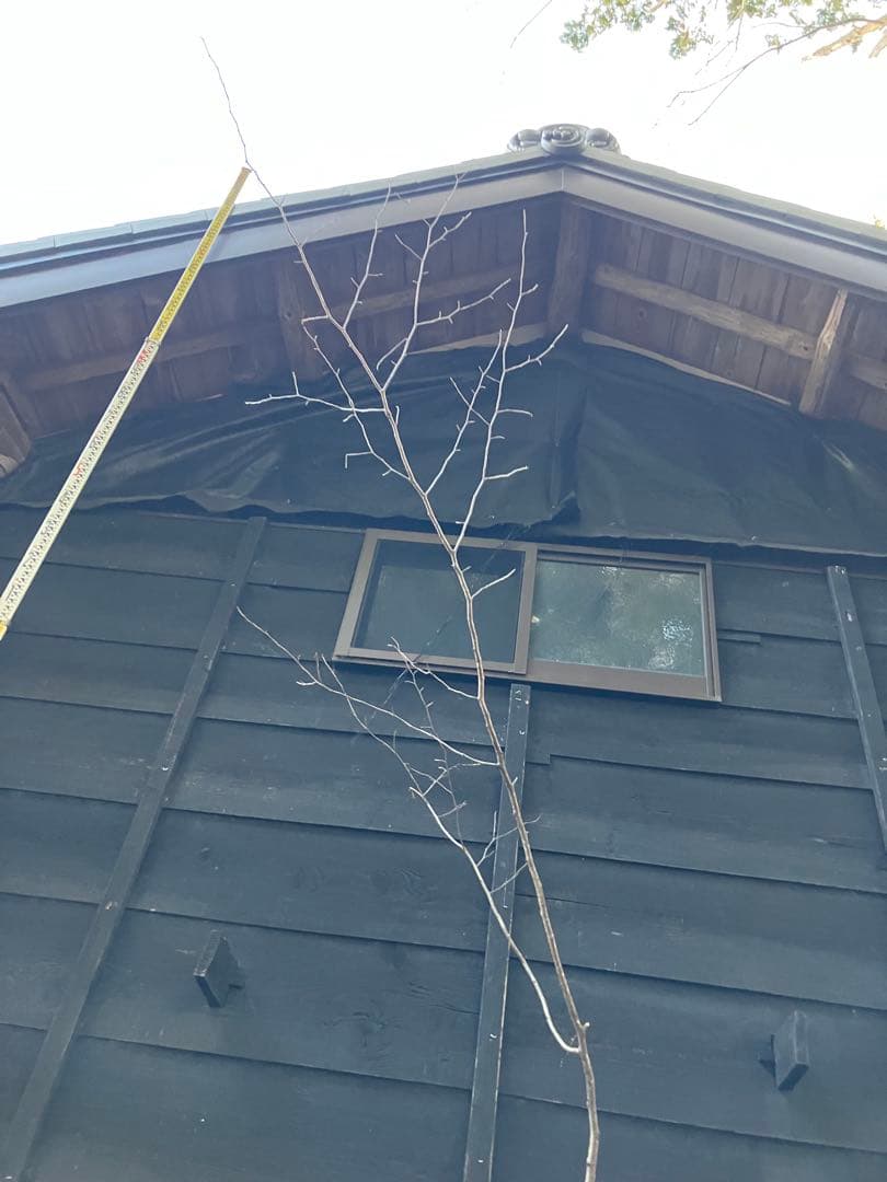 山採り　ヤマザクラ