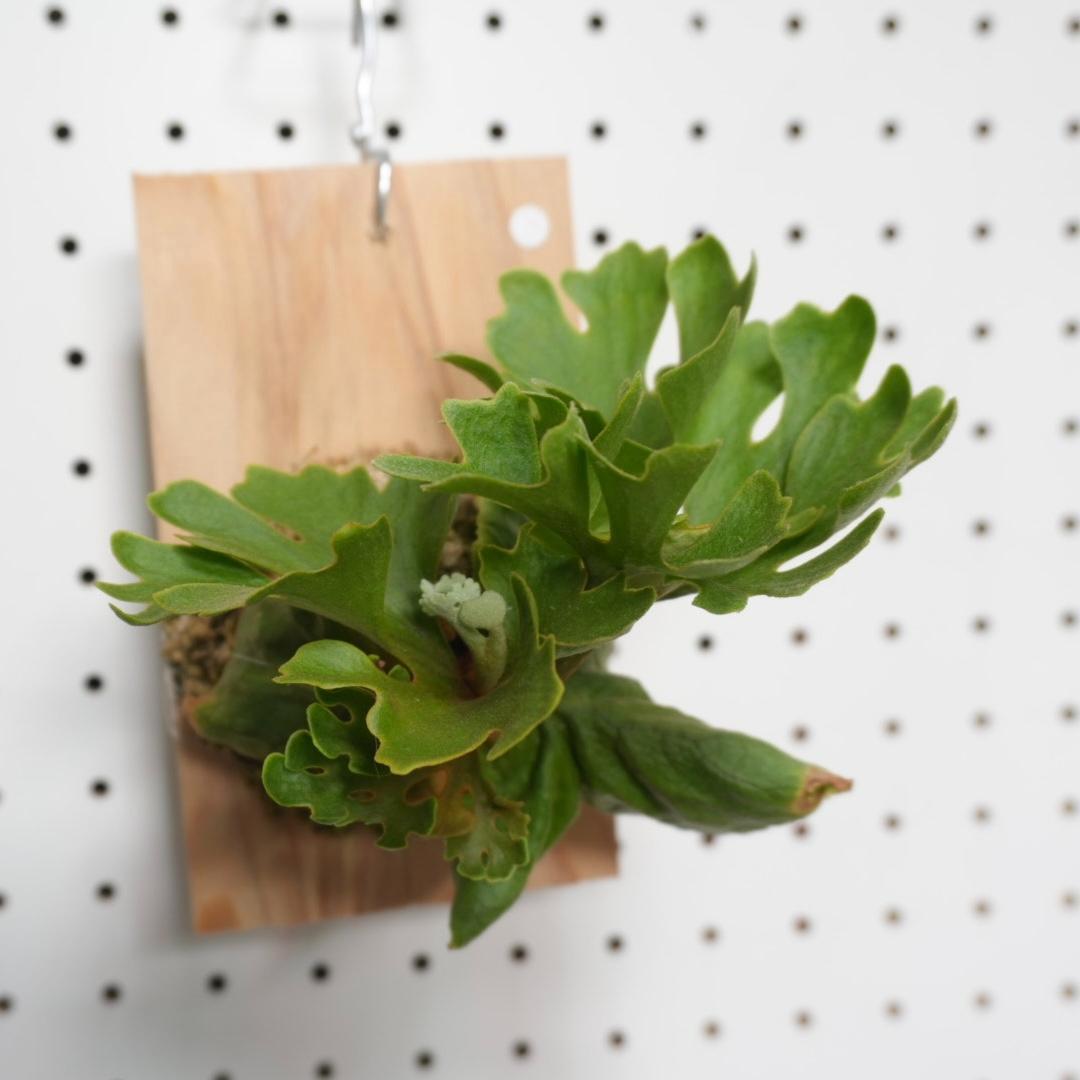 ビカクシダ リドレイ ドワーフ シルバー 小株 R-2