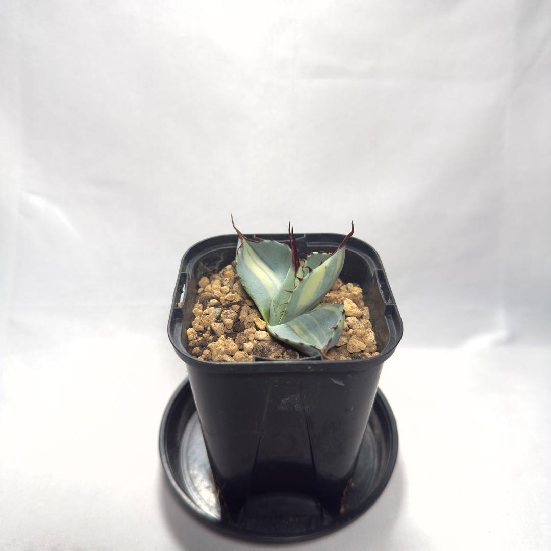 天*神様 激レア　アガベ　パリー　トランカータ　縞斑　バリエガータ　斑入り