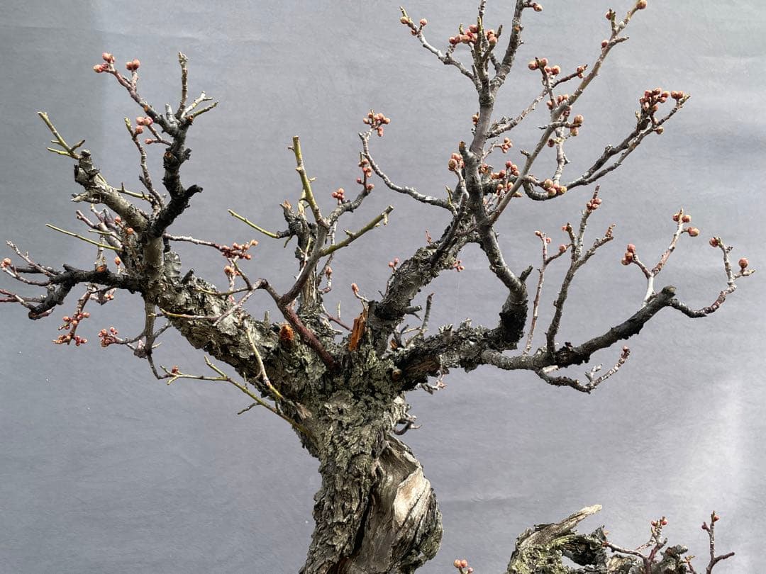 三河盆栽　ヤバイ　盆栽