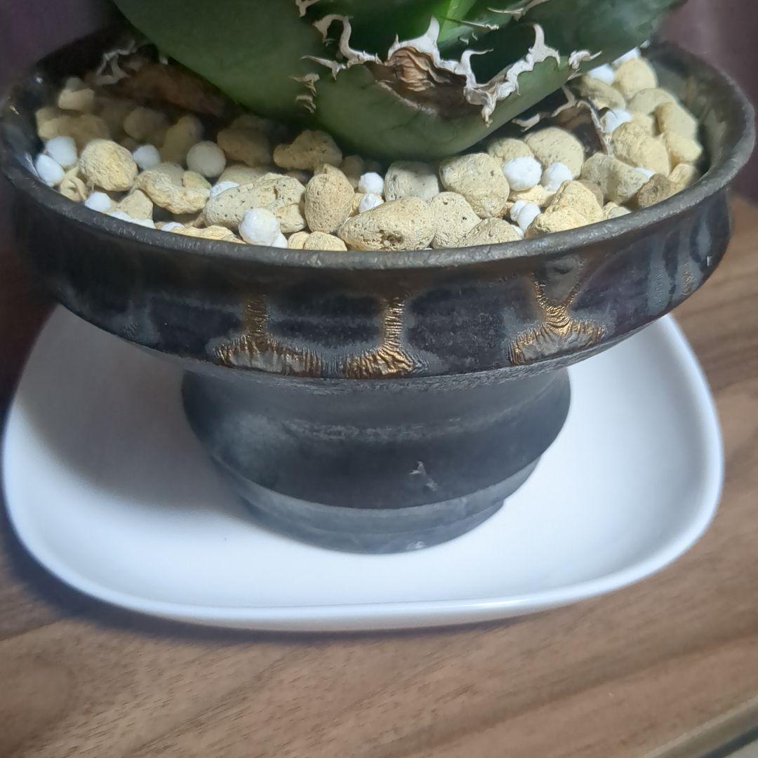 アガベ陶器鉢　植木鉢　比護作品　美品