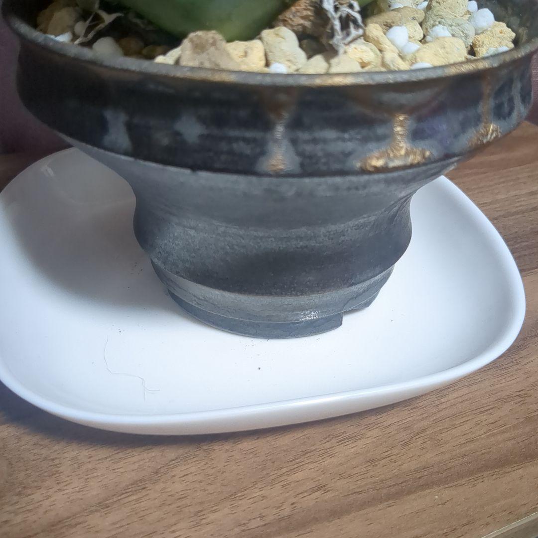 アガベ陶器鉢　植木鉢　比護作品　美品