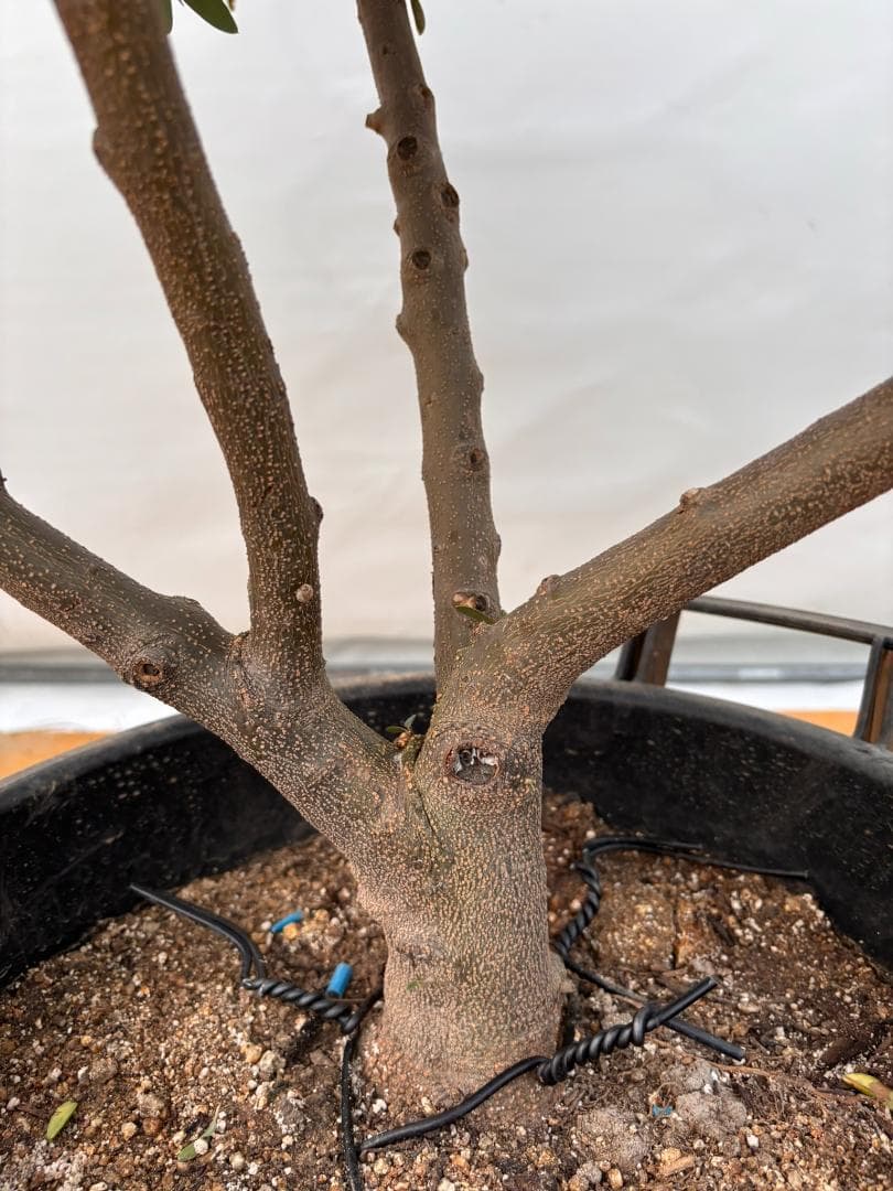 オリーブの木　ネバディロブランコ　約130cm　NO.2071　大型　人気　現品