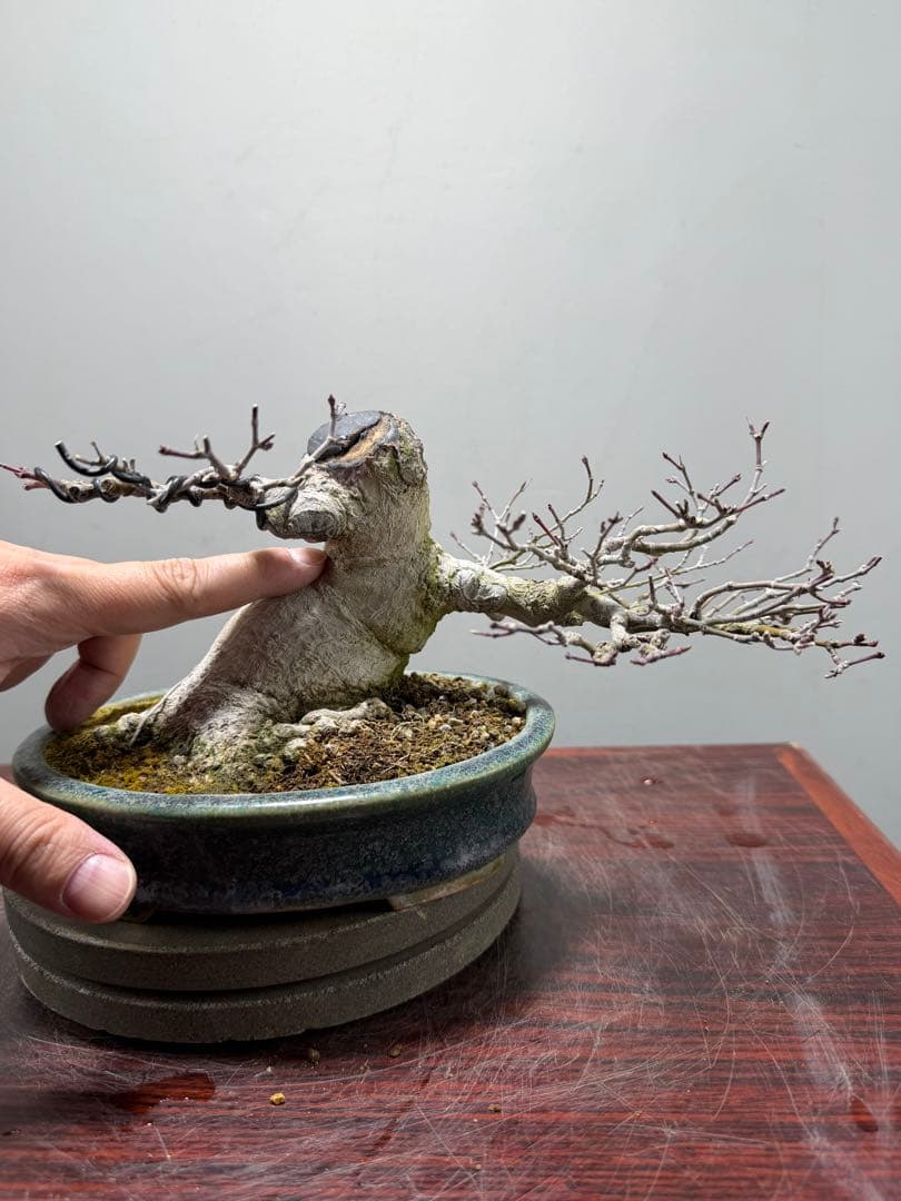 【ガチ盆栽】ヤマモミジ　懸崖式　激古　鴻陽鉢　無傷