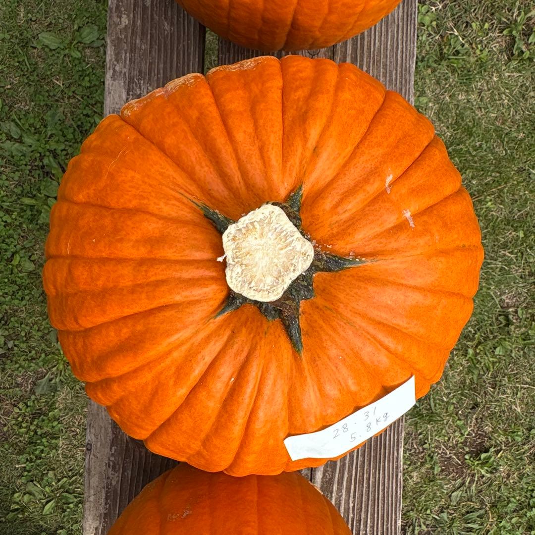 【あかなまこ】ハロウィンかぼちゃ　本物