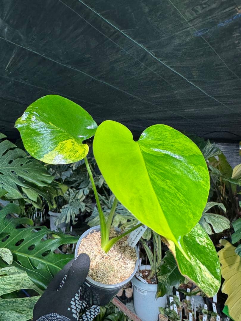 4モンステラ　イエローマリリン　黄斑入り　送料込み