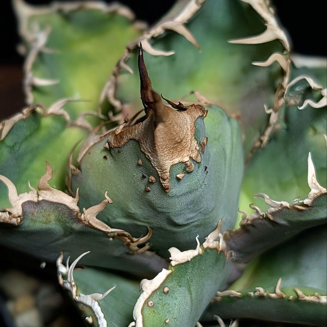 【こちらの血統はこの一株限定で1万円〜スタート】台湾産　ブツブツ株