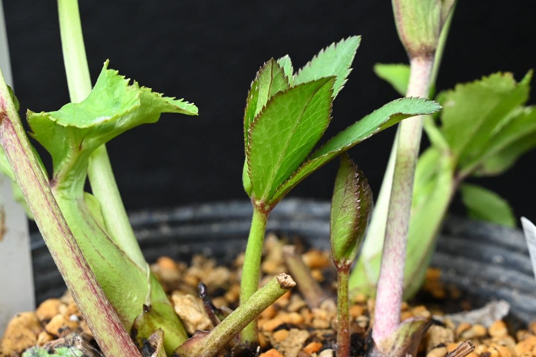 クリスマスローズ　認定リトルプリマヴェーラ　加藤農園