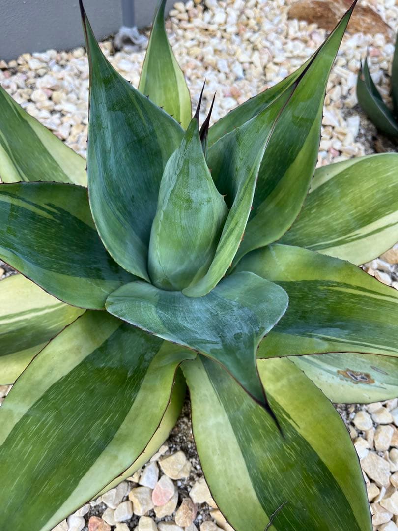 アガベ オバティフォリア　キラー　大株　60cm