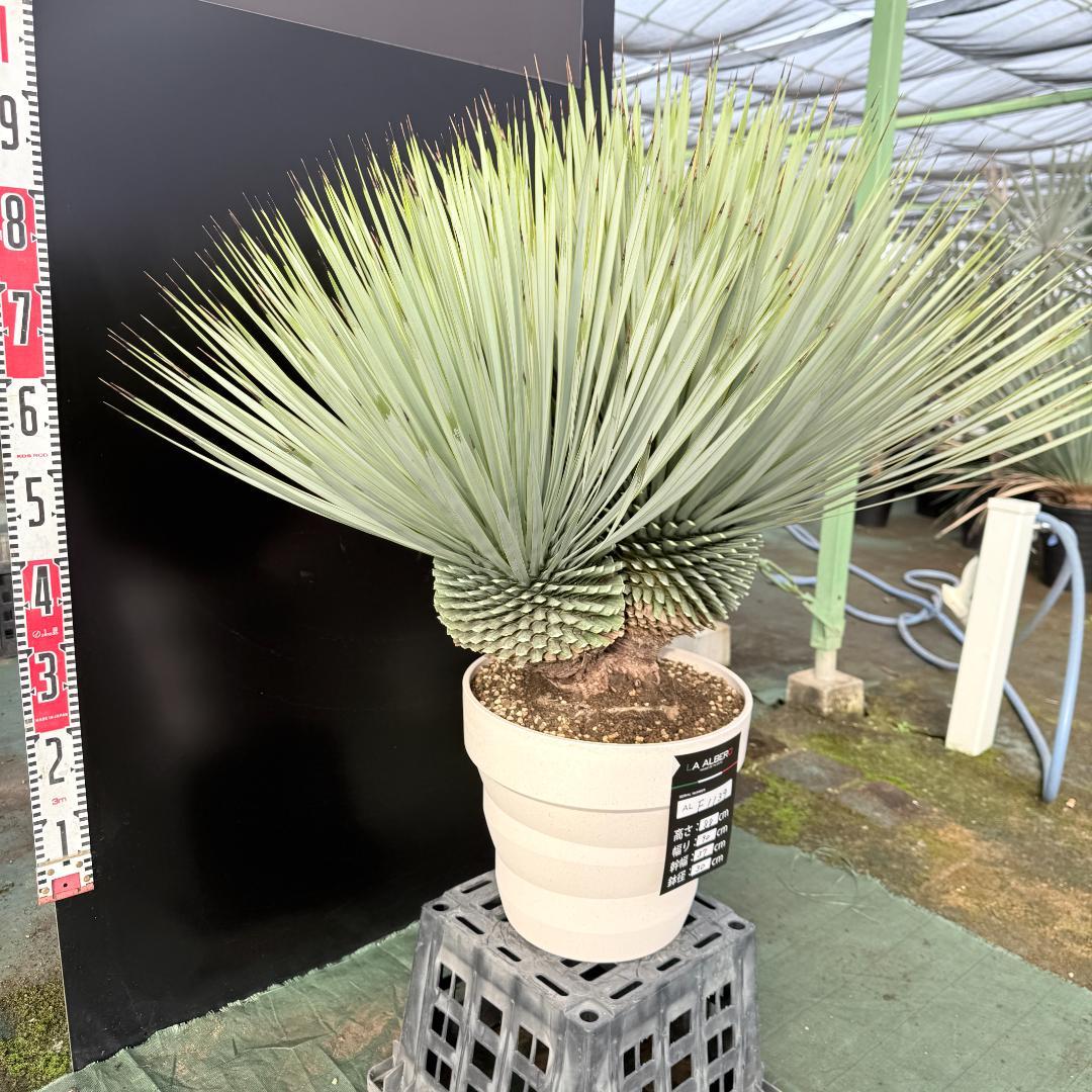 【AL-F1139】ユッカ　ロストラータ　超美形　高次元ダブル　シルバー個体