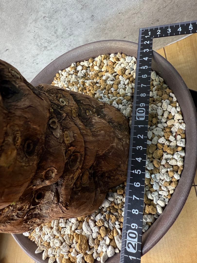 ユーフォルビア　ムランジーナ