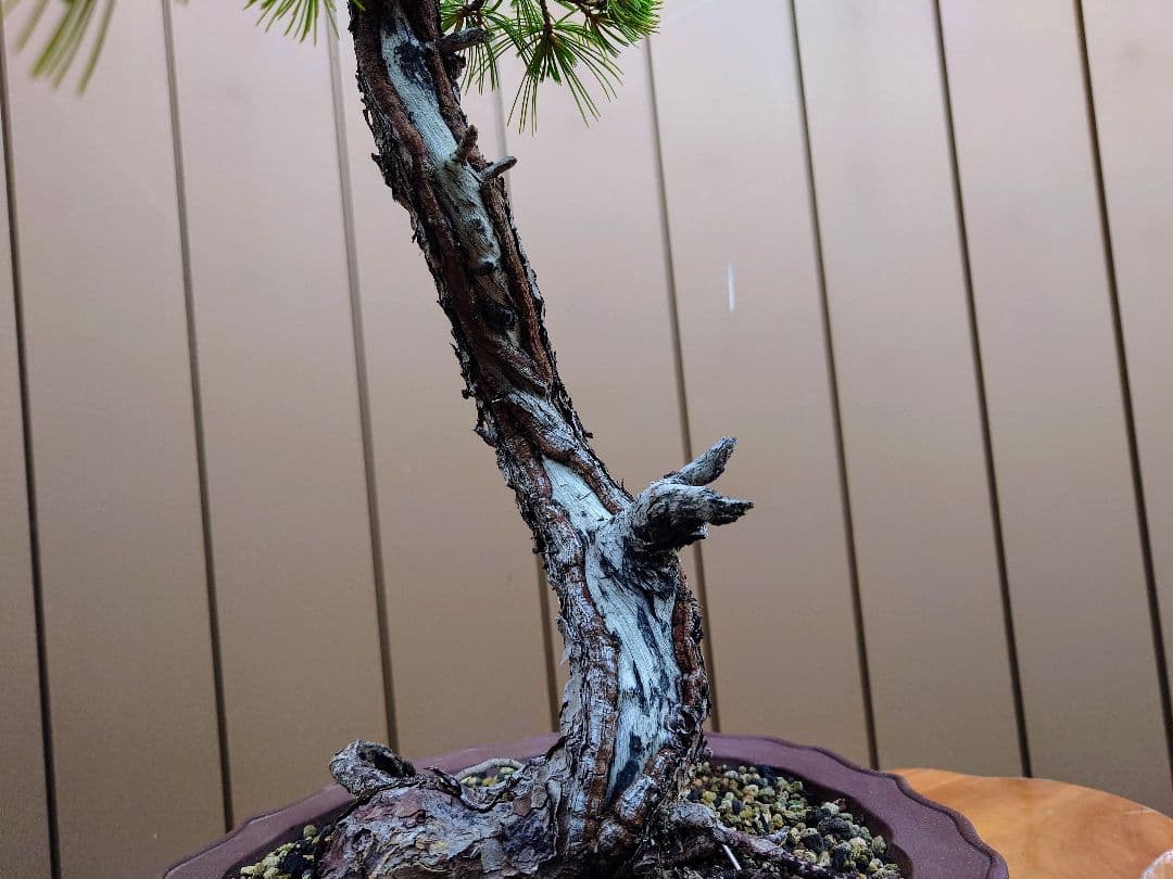 盆栽　五葉松　樹高76cm