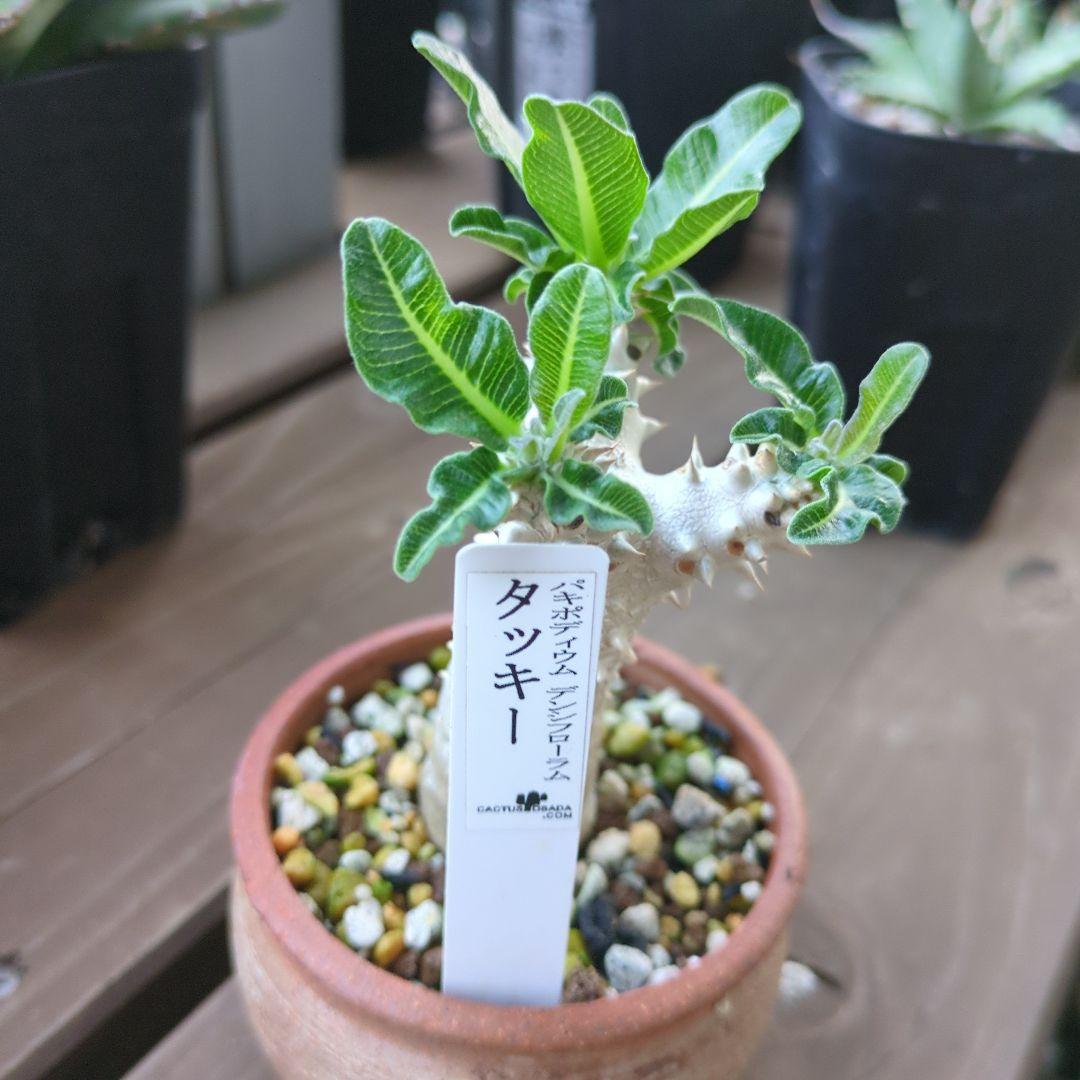 パキポディウムタッキー