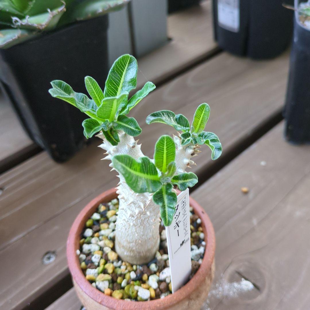 パキポディウムタッキー