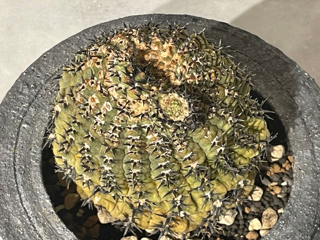 ■黒刺強短刺 ギムノカリキウム・バッテリー 古株/11cm■カキコ付 コピアポア