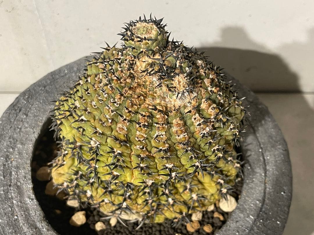 ■黒刺強短刺 ギムノカリキウム・バッテリー 古株/11cm■カキコ付 コピアポア