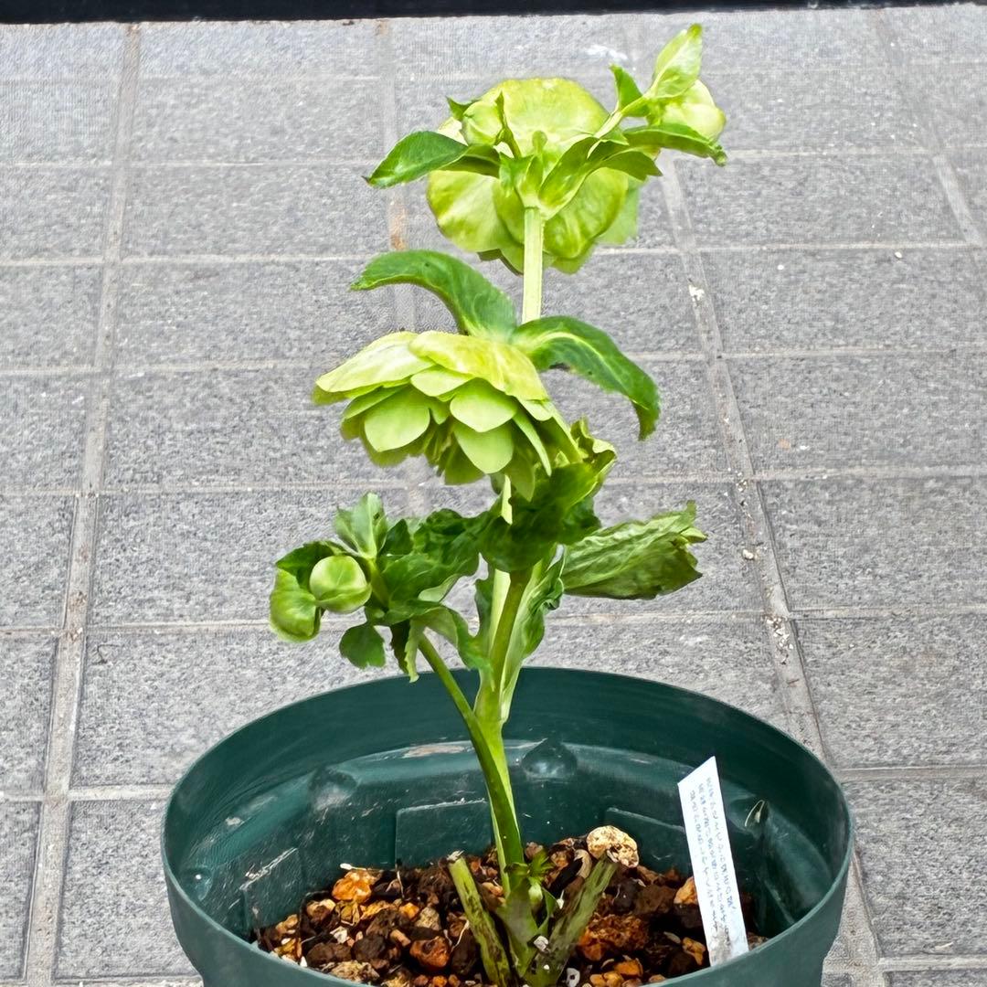 i*u様 3436☘️花タグ付☘️鶯利休⭐️しっかりカラー⭐️コロコロカップ⭐️