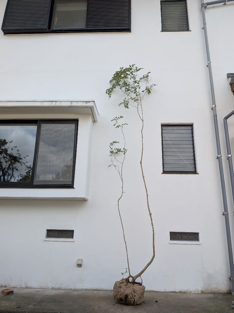 引き取り限定。4mの根上りアオダモ。