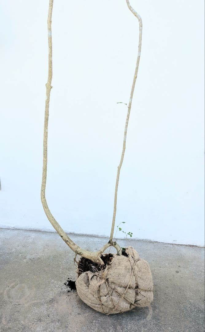 引き取り限定。4mの根上りアオダモ。