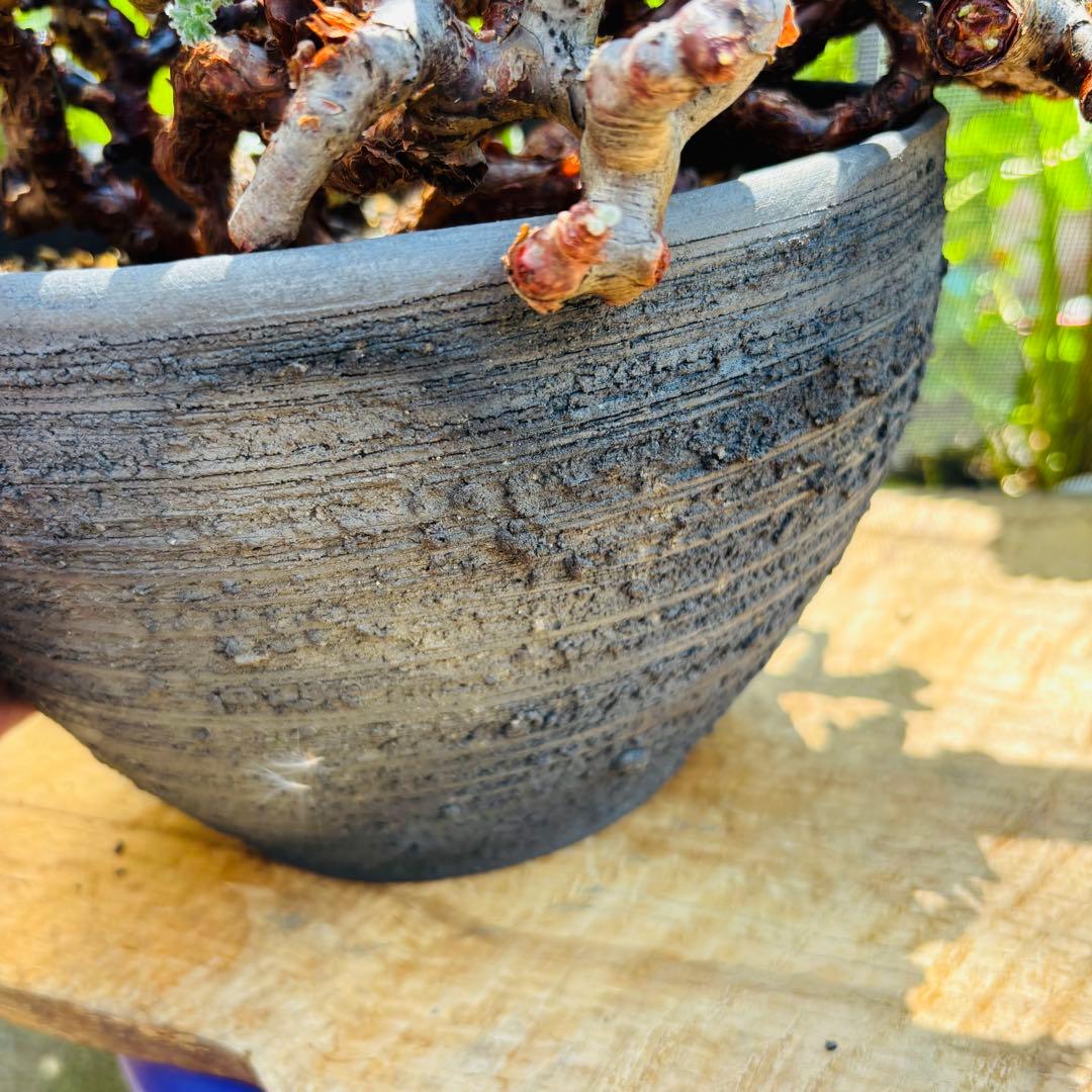 SALE！バランス最高株 休眠明け ペラルゴニウム ミラビレ 現地株 現地球