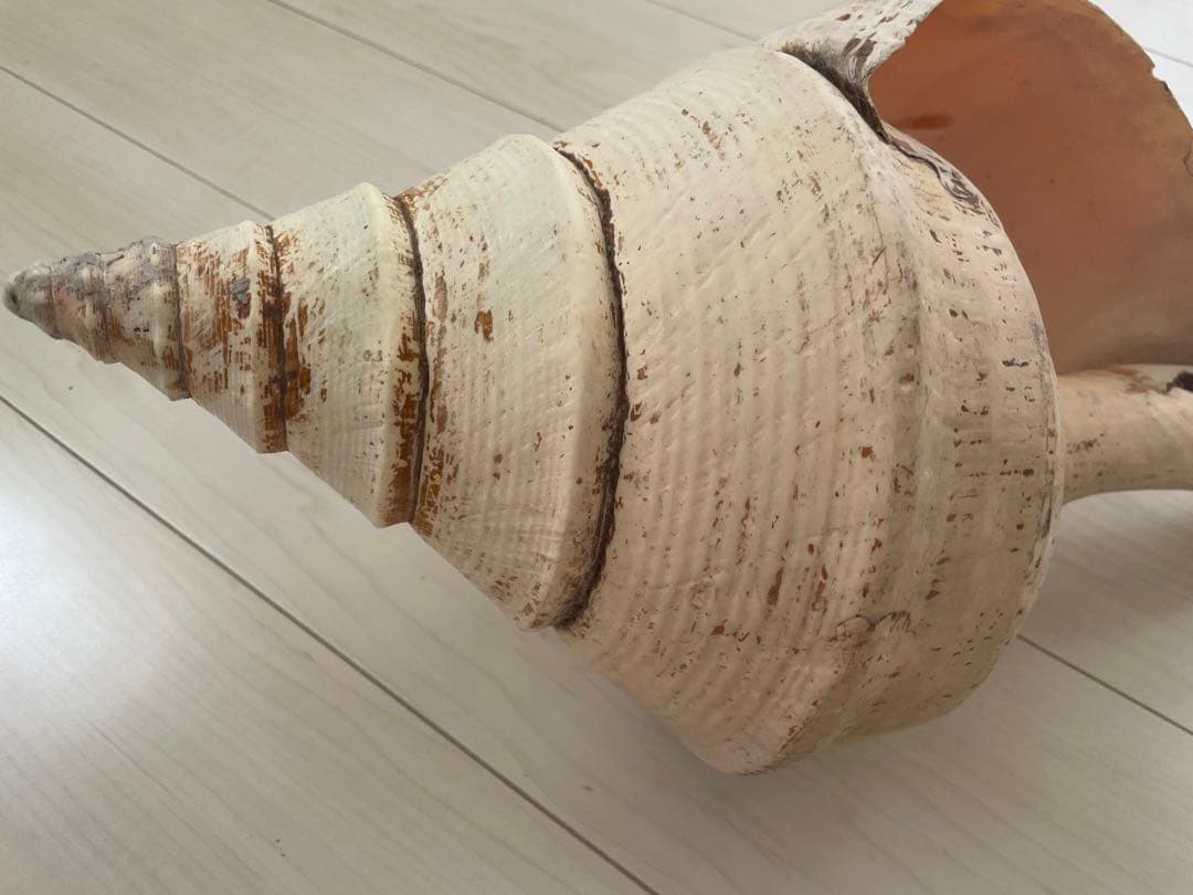 【天然法螺貝 】50cm ／2.4キロ　ホラ貝 貝殻 大きい　インテリア