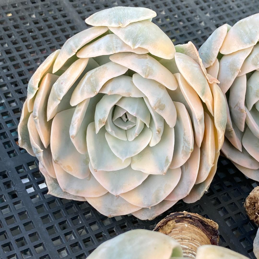 エケベリア　韓国苗　大苗　マケベニア錦　多肉植物　ポコ多肉