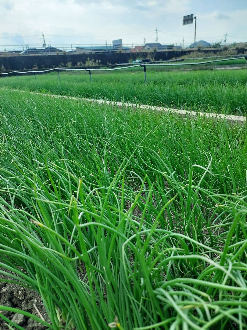 もみじ3号苗 1000本