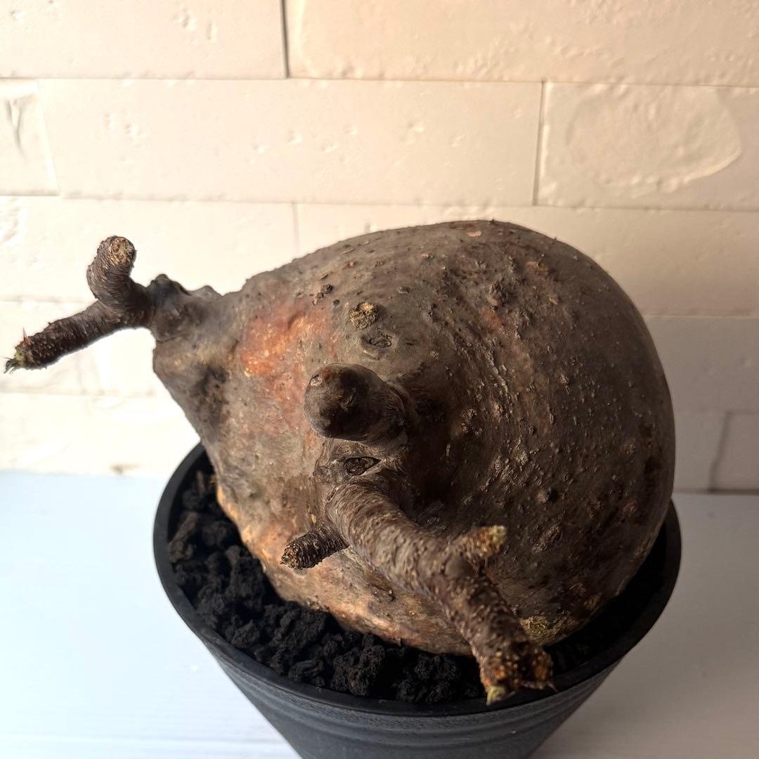 【紋次郎】PG40 パキポディウム グラキリス 発根済 現地株