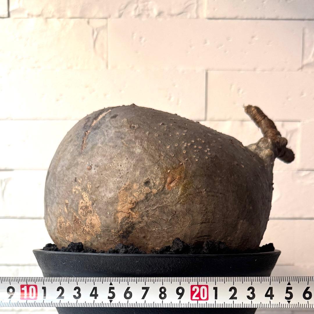 【紋次郎】PG40 パキポディウム グラキリス 発根済 現地株