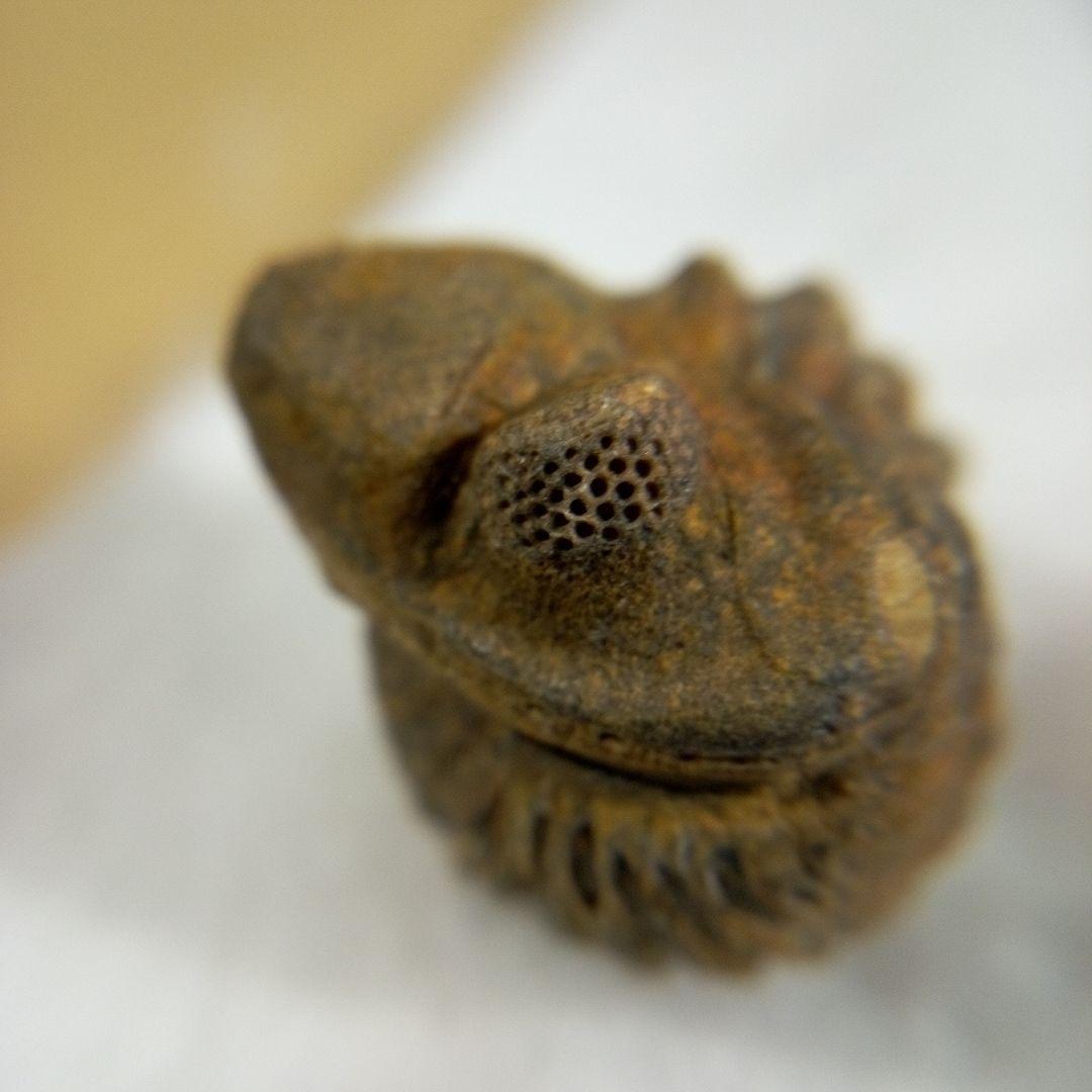 三葉虫　化石　三葉虫化石　究極のレトロ　fossil　ボリビア産　化石管理番号⑰