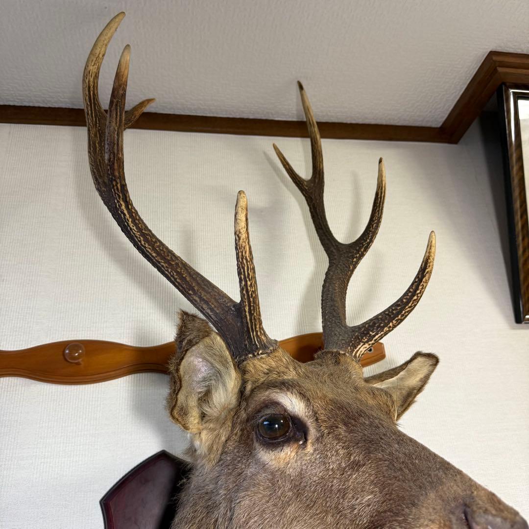 日本鹿 ニホンシカ② 伊豆半島 鹿角 剥製 壁掛け ハンティングトロフィー
