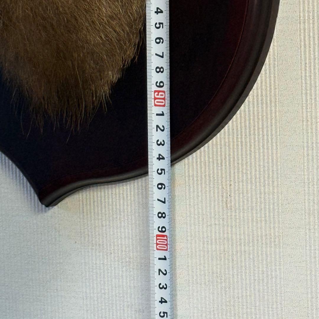 日本鹿 ニホンシカ② 伊豆半島 鹿角 剥製 壁掛け ハンティングトロフィー