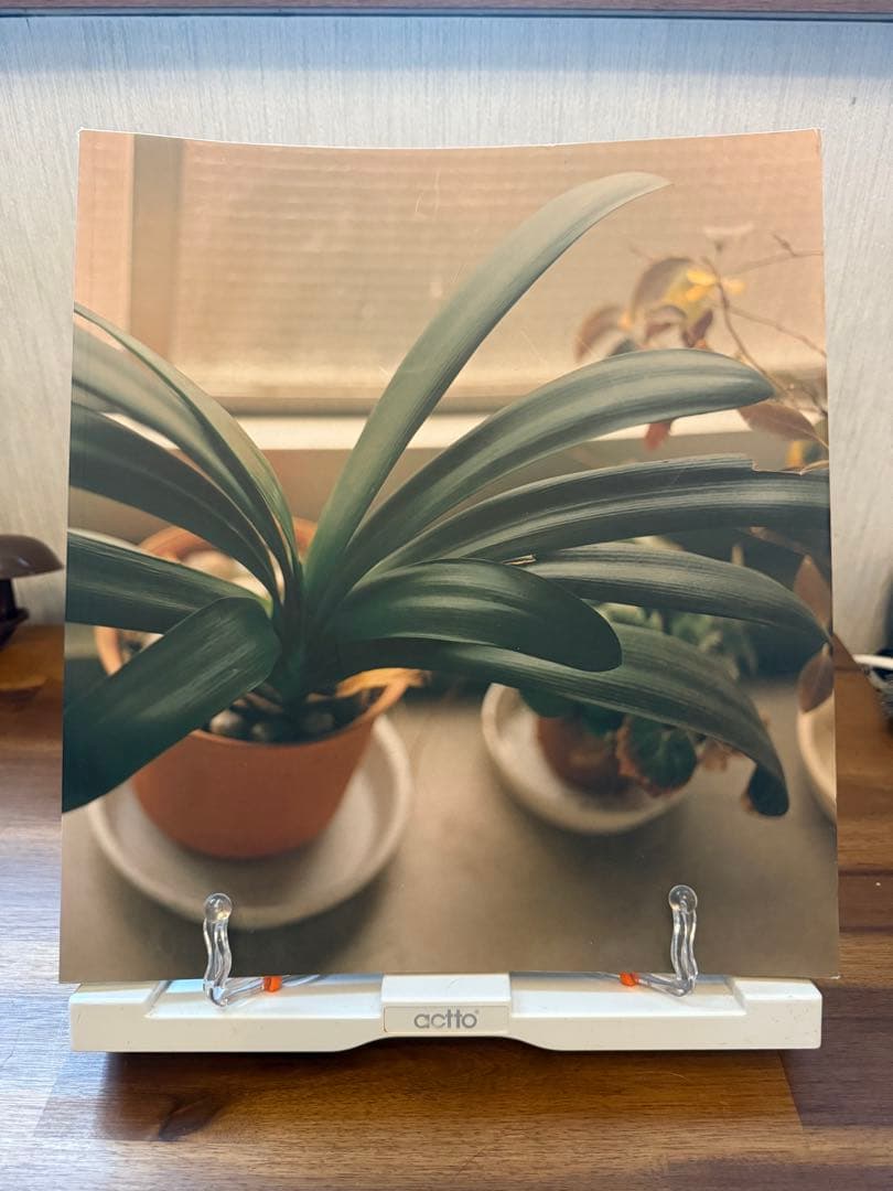 生きている 佐内正史 写真集 初版