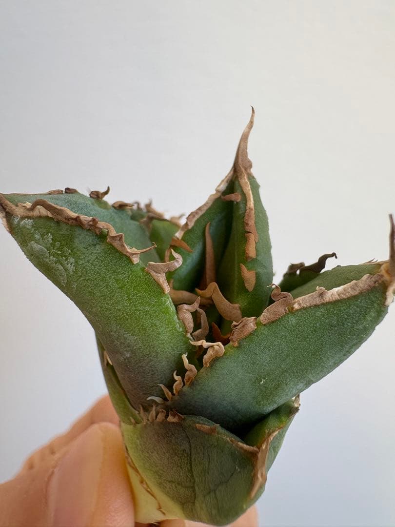 アガベ　チタノタ　清櫻②